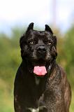 CANE CORSO 901